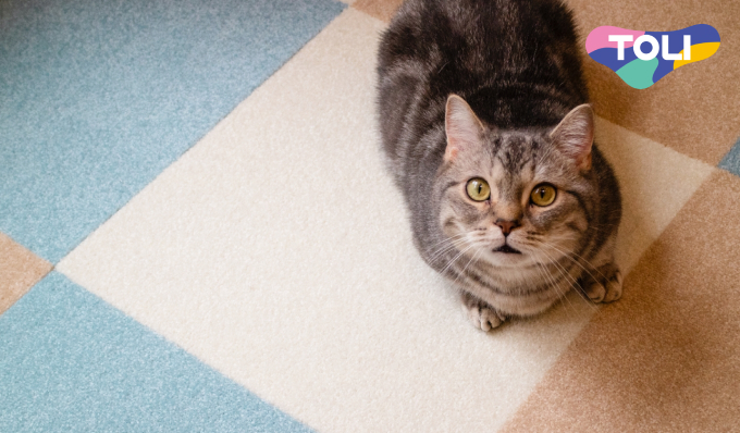 ウィズペットフロア